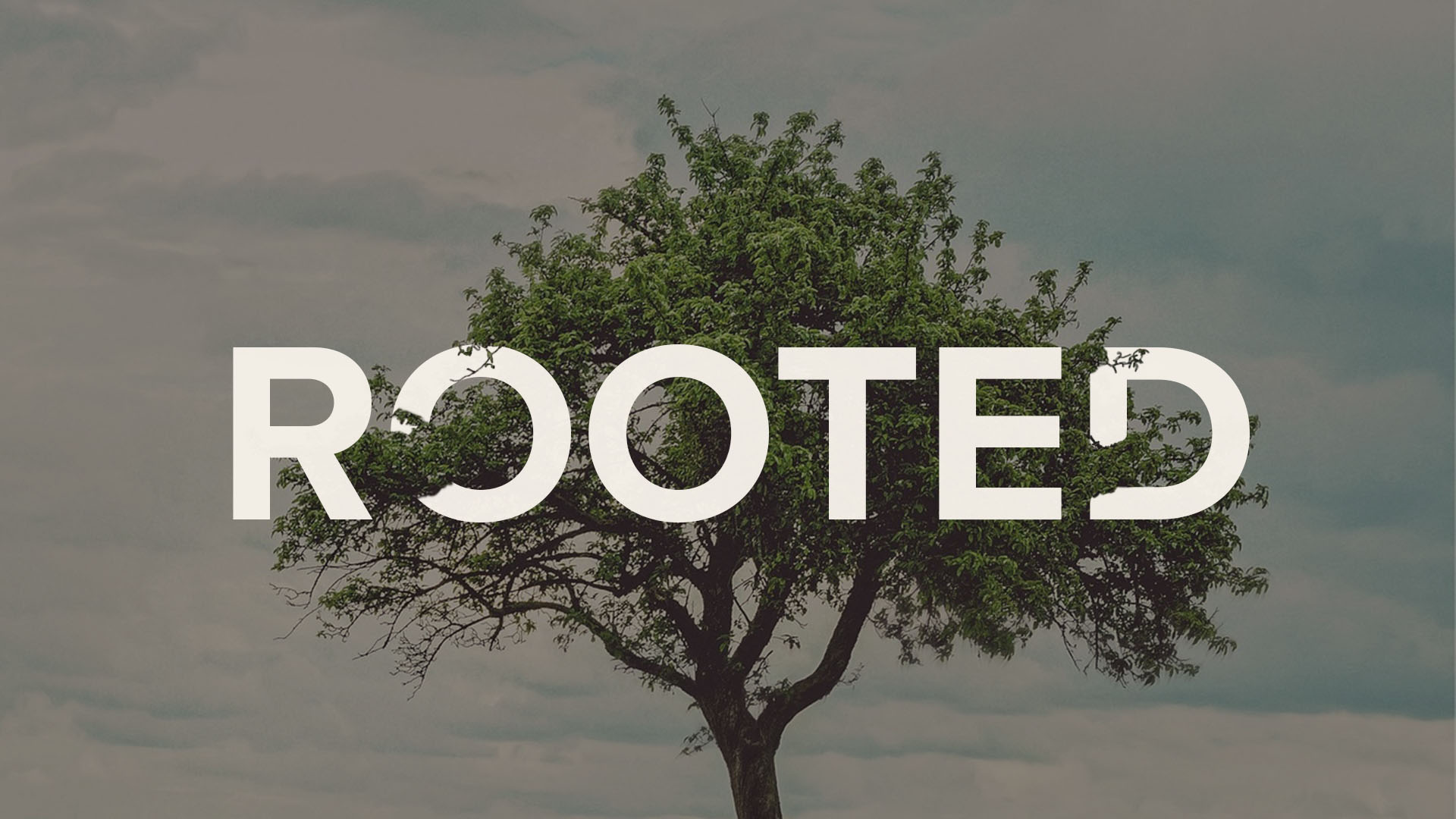 Rooted